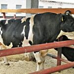 Племенной скот из Германии предложили фермерам на KazAgroFarm